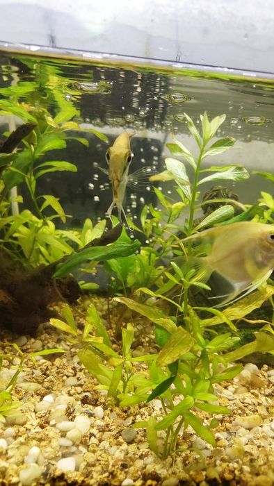 3 escalares (acará-bandeira)