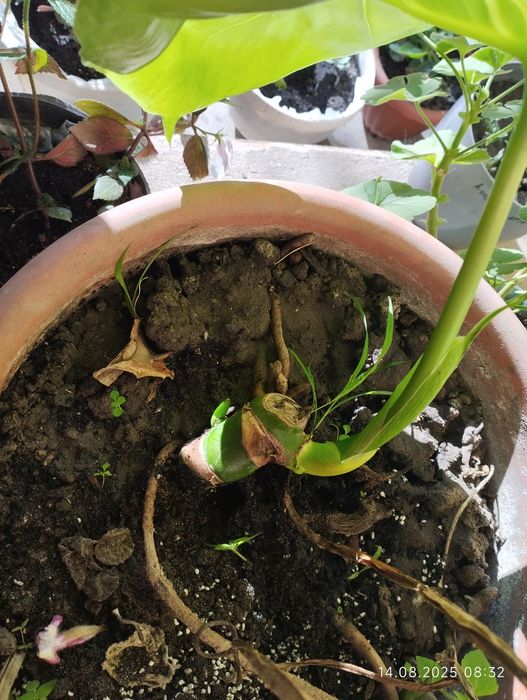 Монстера. Молоді рослини. Продам вкорінені або черенки