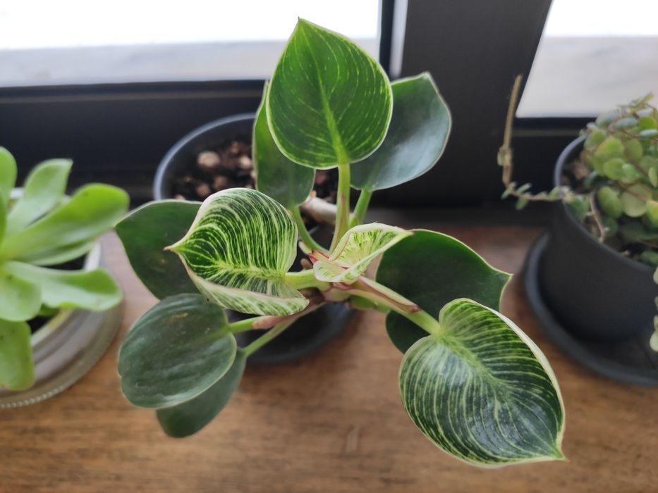 Filodrendro Birkin-Planta