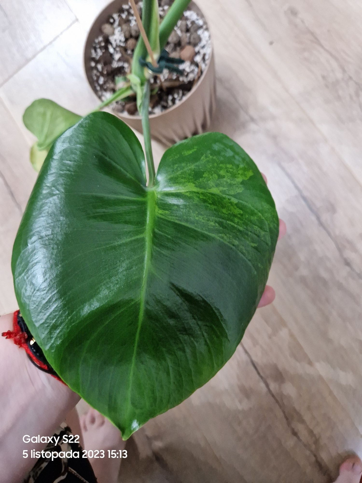 Monstera Green on Green