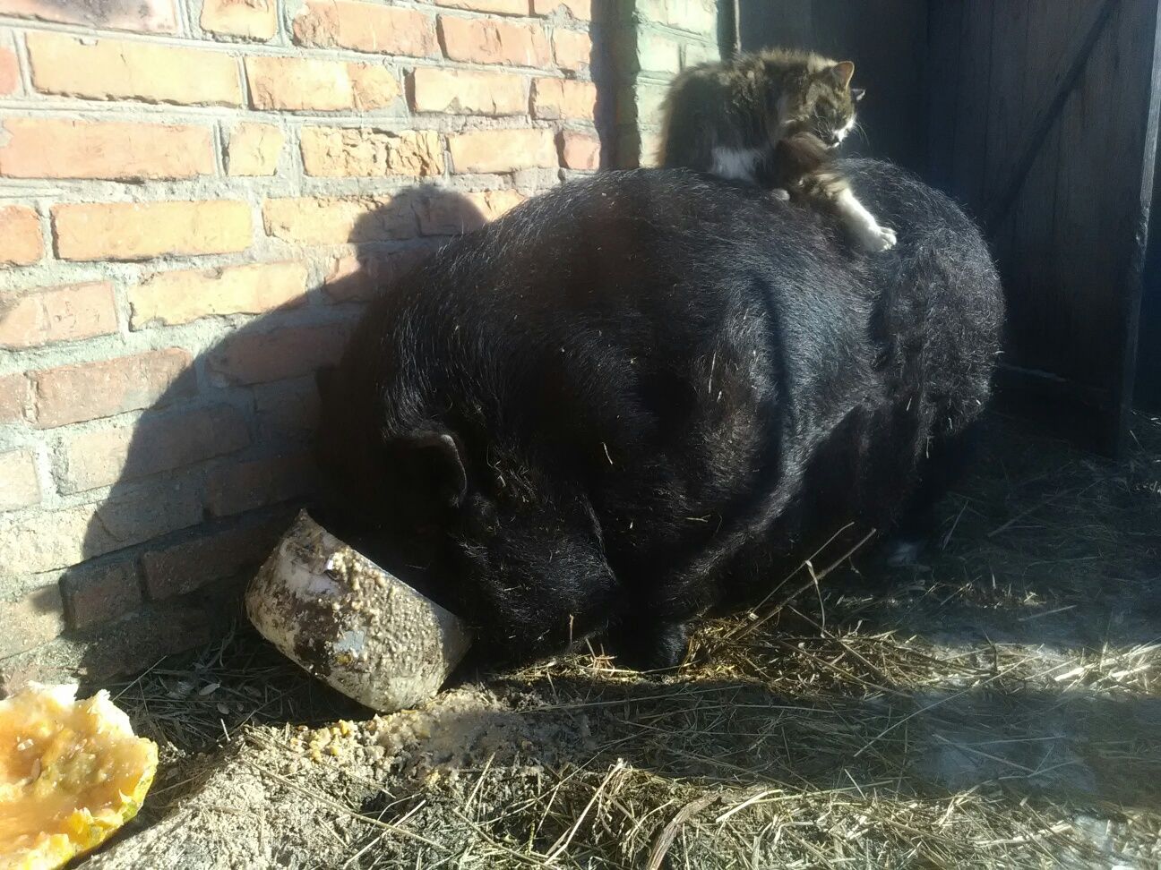 Кабан вьетнамский не кастрирован, хряк