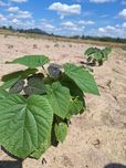 Paulownia Shan Tong p9 i korzeń jednoroczny