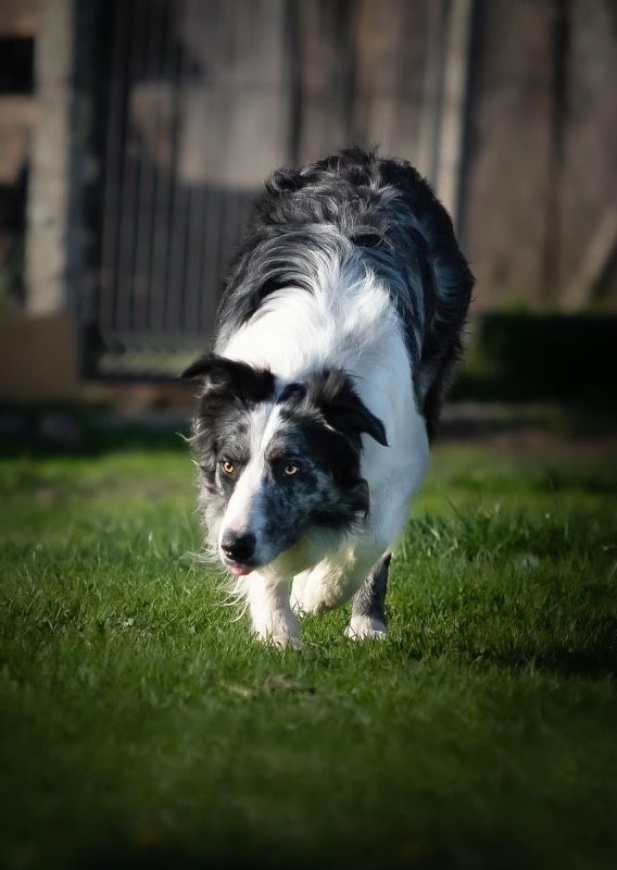 Piesek Border Collie FCI, ZKwP