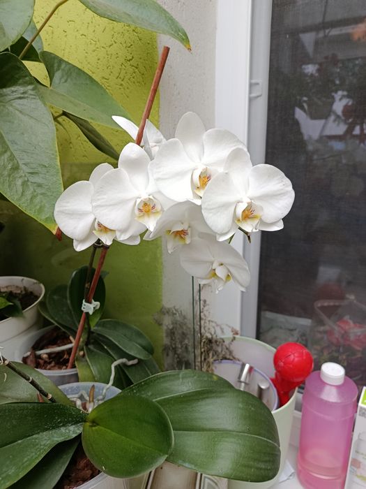 Різні рослини ,усі здорові та гарні Терміново Продам !!!