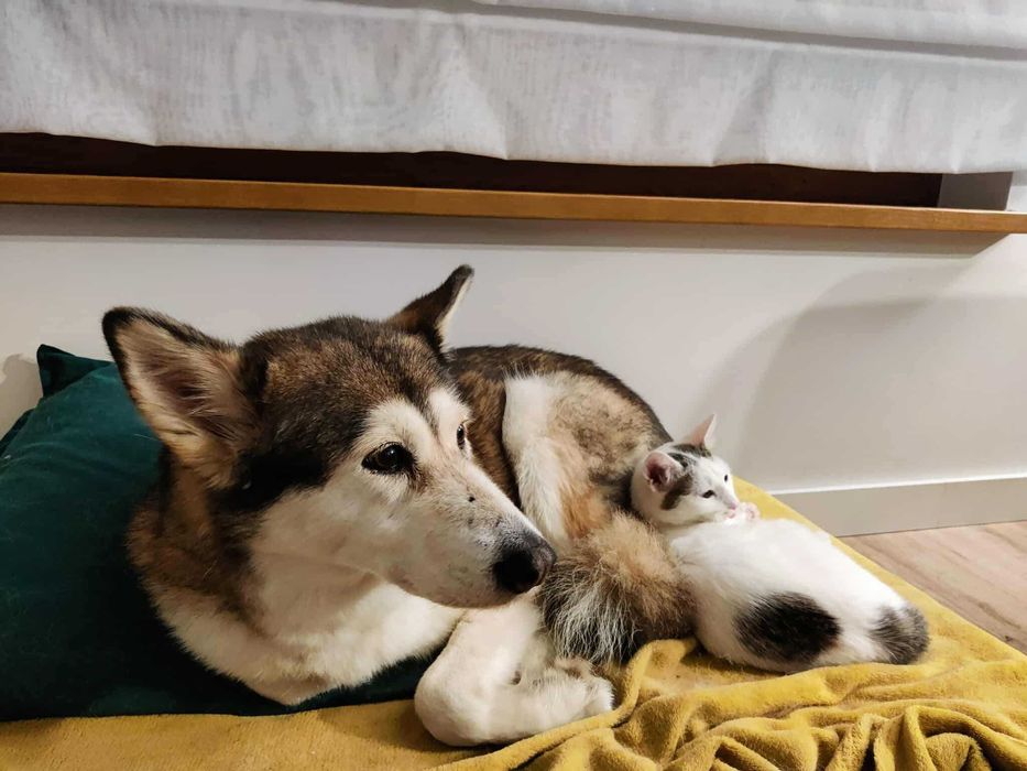 Młodziutka kotka o wielkim sercu szuka stałego domu