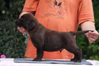 Piesek Czekoladowy  Labrador Retriever!!