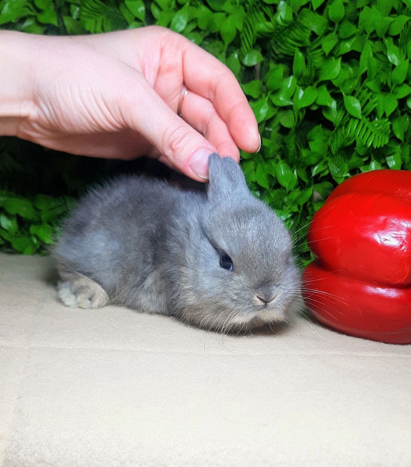 Карликові міні кролики,мини кролик,кроленята,крольчата,карликовые