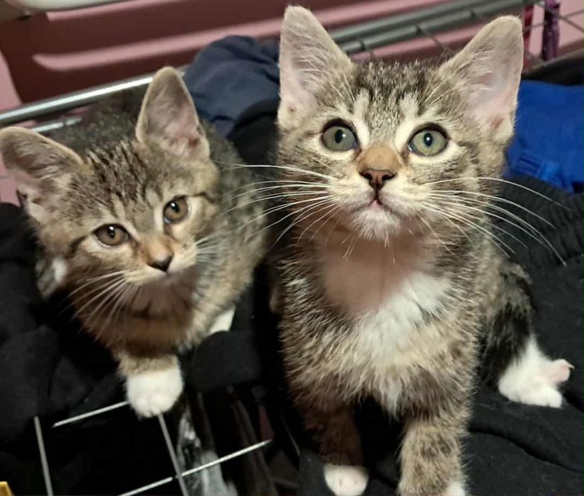 Mały kocurek do oddania