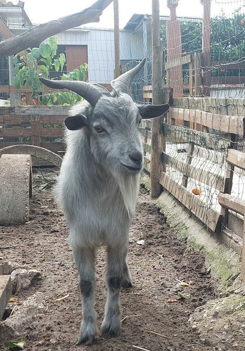 Vendo Cabrito Adulto