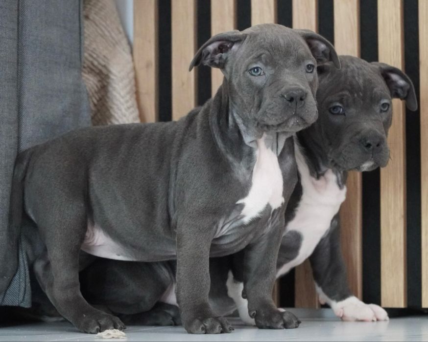 American Staffordshire Terrier Blue Błękitny