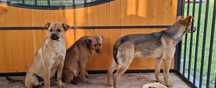 Kto pokocha? Uratowane pieski szukają domków. Pies, suczka, adoptuj