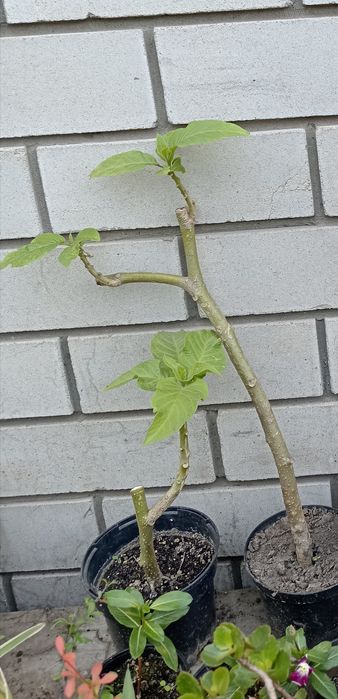 Продам бругмансiя - рожева