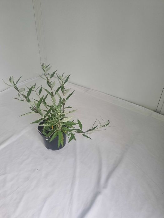 Barbula Kaledońska –Krzew Ozdobny, Doniczka 2L, Wys. 50 cm