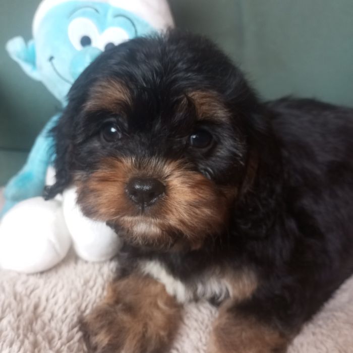 Cavapoo  , czarno- podpalane