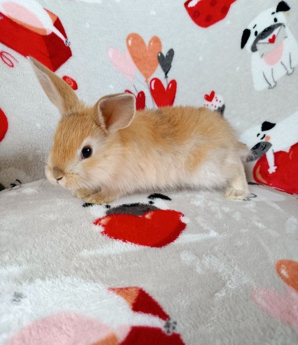 Królik miniaturka