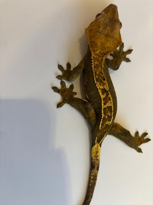 Terrarium + 4 gekony