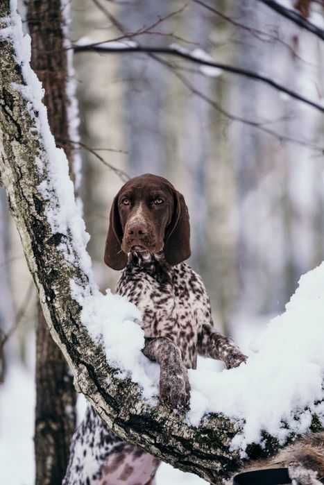 wyżeł niemiecki krótkowłosy Zkwp/Fci