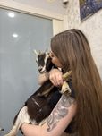 Карликова декоратиіна коза камерунська супер міні