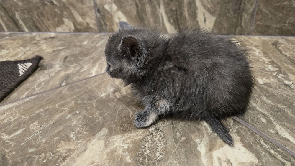 Подарую кошенят.