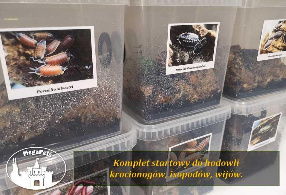 Trichorhina tomentosa Ekipa sprzątająca Prosionki