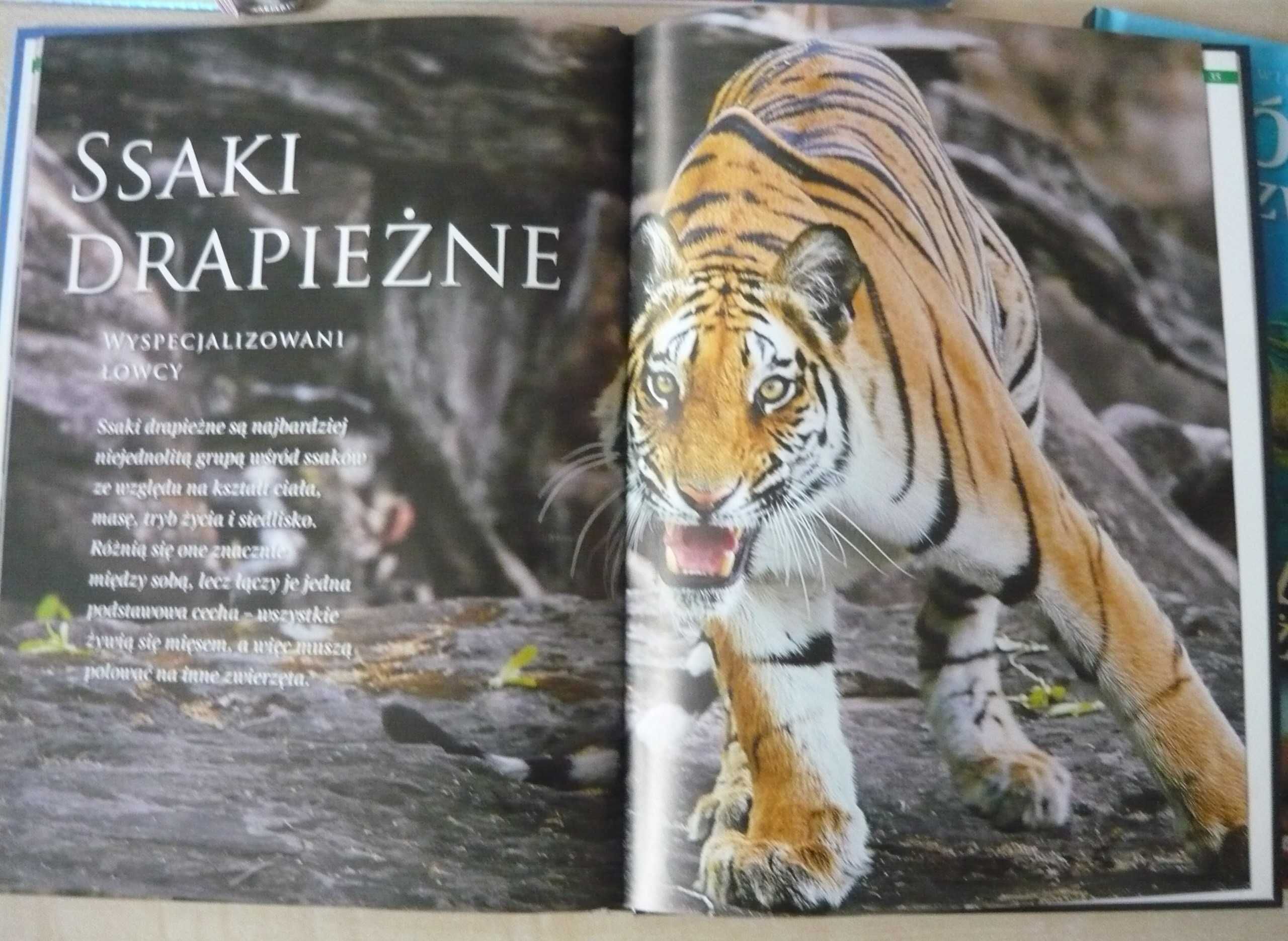 album książka ssaki gady Królestwo zwierząt
