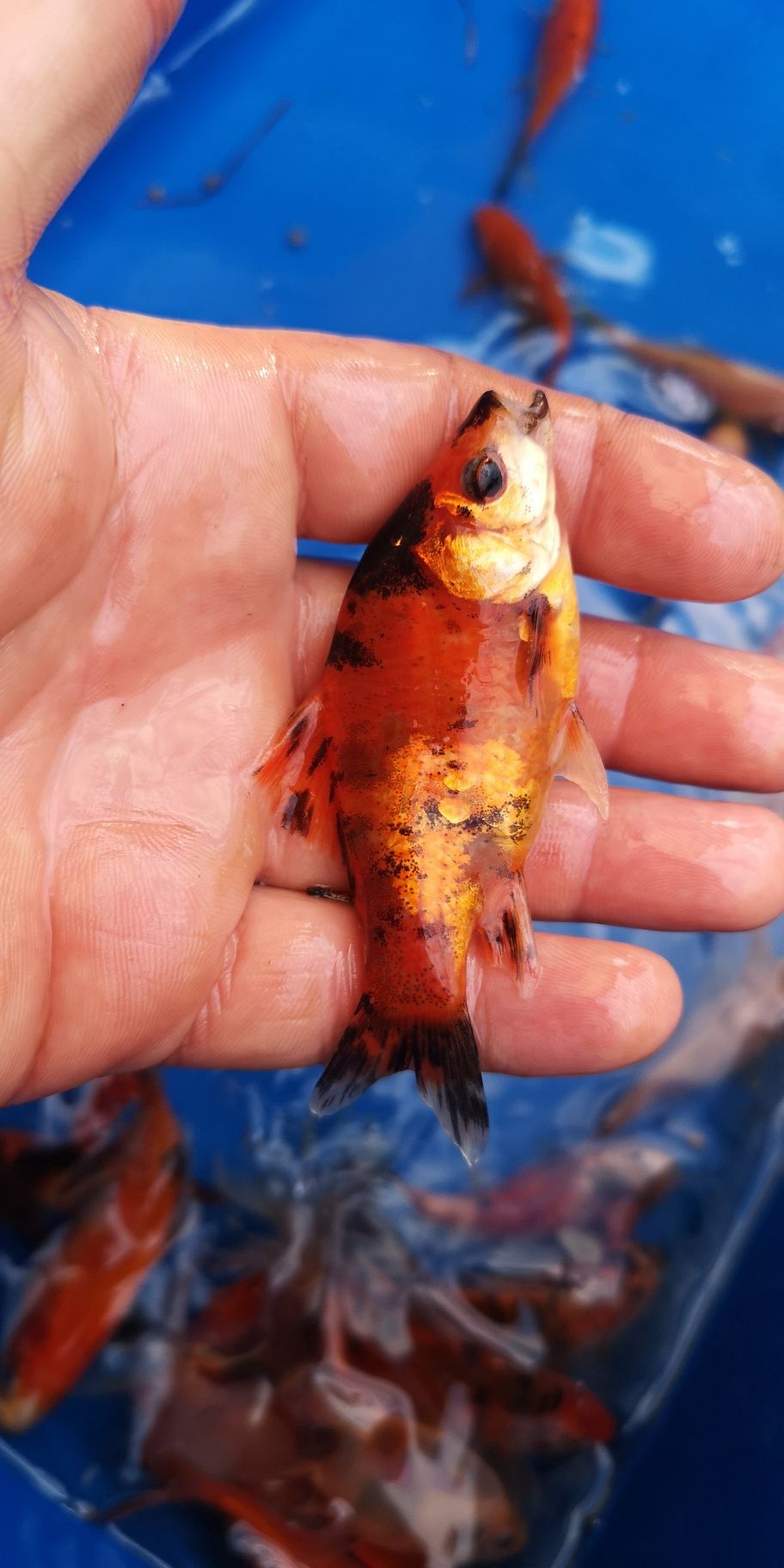 Karaś shubunkin kolorowy narybek 10cm