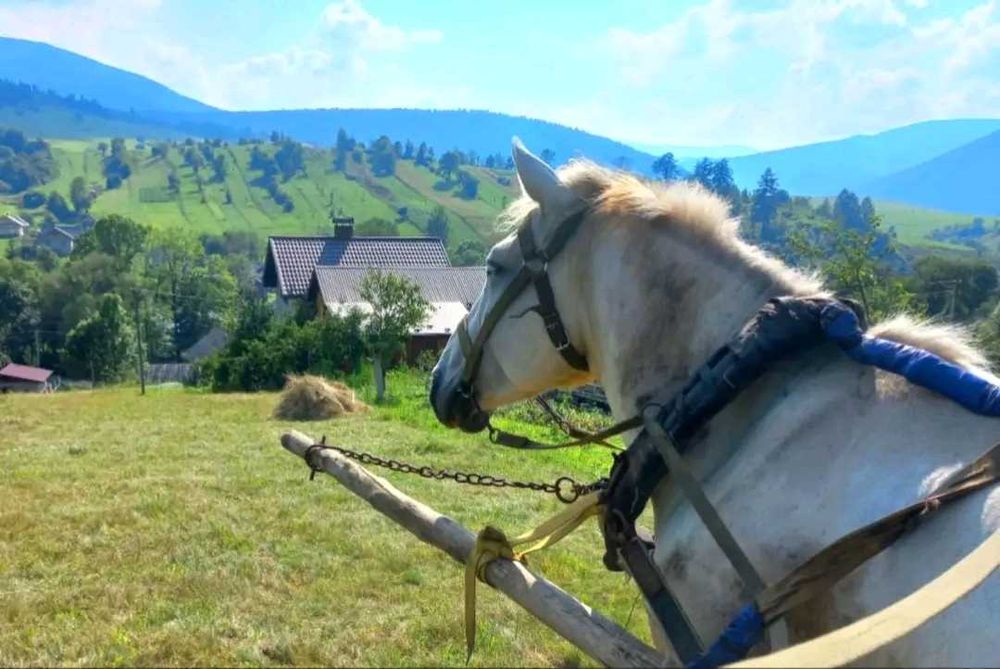 Продається кінь в селі Липовиця