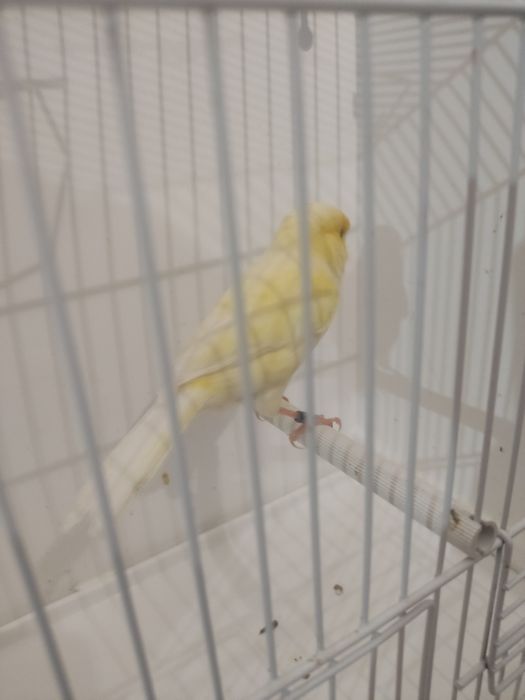 Koroniak niemiecki samiec i samica