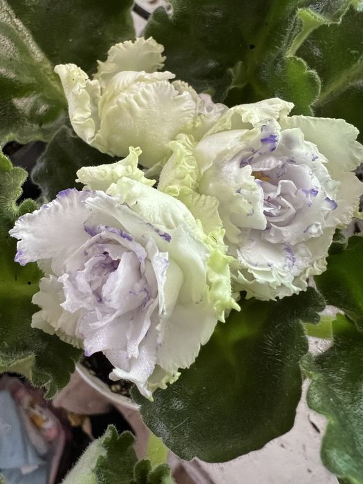 Фиалки, сенполии, листики