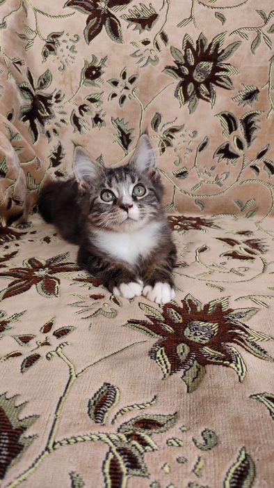 Котенок мейн-кун