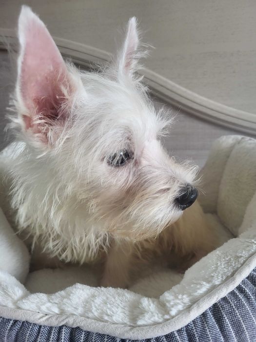 Цуценята Вест Хайленд Уайт Терьер