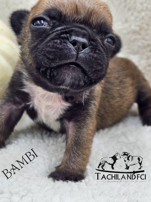 Bambi  buldog Francuski FCI