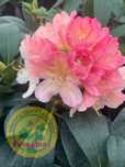 Rododendron Różanecznik 'Percy Wiseman' cena 55 zł