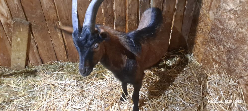 Koziołek kozioł cap krycie Alpejski