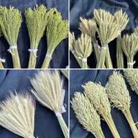 Сухоцвіти, жито, пшениця, овес, просо, матеріал для флористів