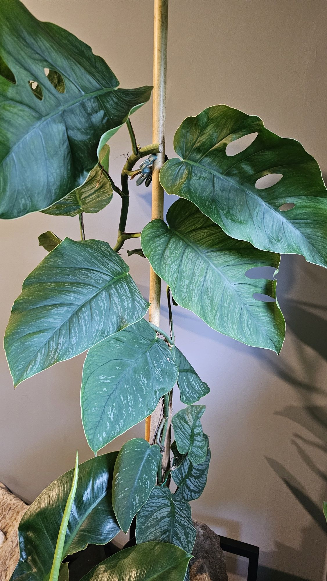 Monstera dubia - sadzonka szczytowa
