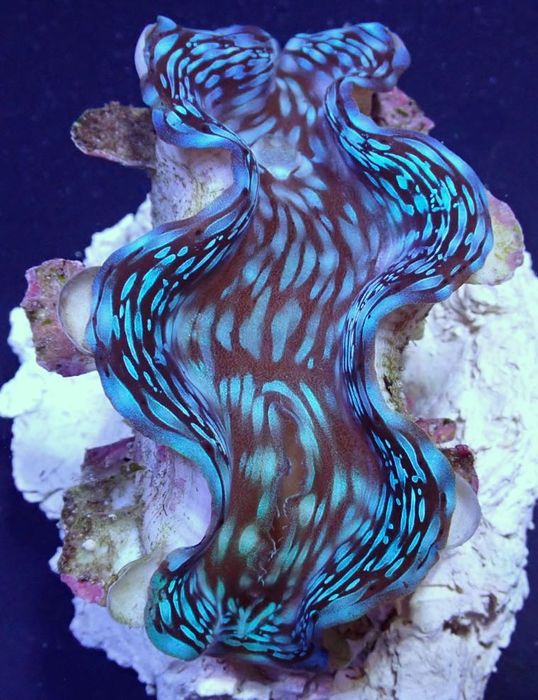 Tridacna squamosa – ozdobna małża filtrująca