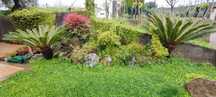 Sicas grandes - plantas