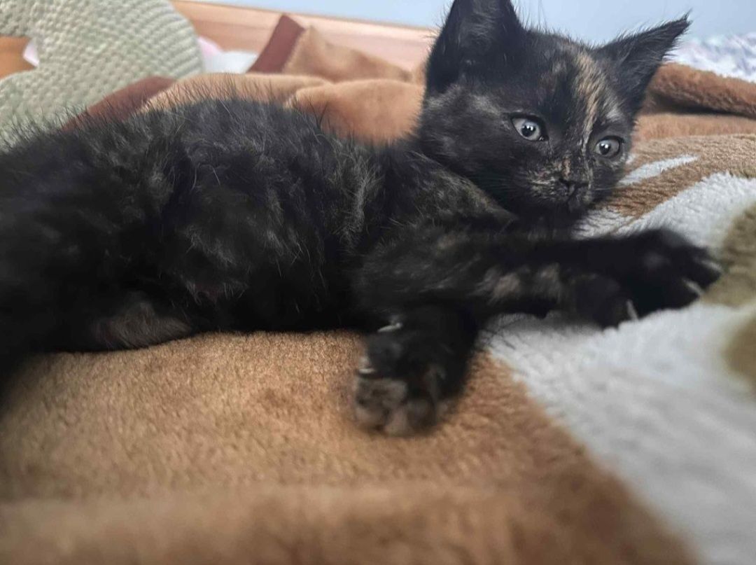 Kotka do adopcji