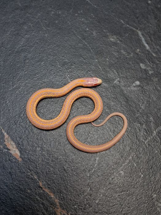 Wąż pończosznik Thamnophis radix różne odmiany cb25