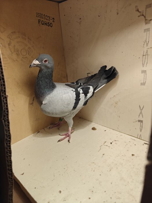 Likwidacja hodowli - Bosy Cieśla