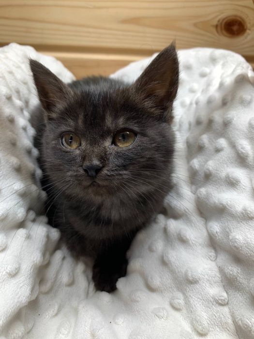 Кошенятко в добрі ручки