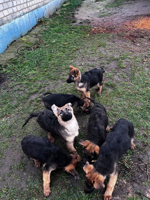 Цуценята Німещької вівчарки