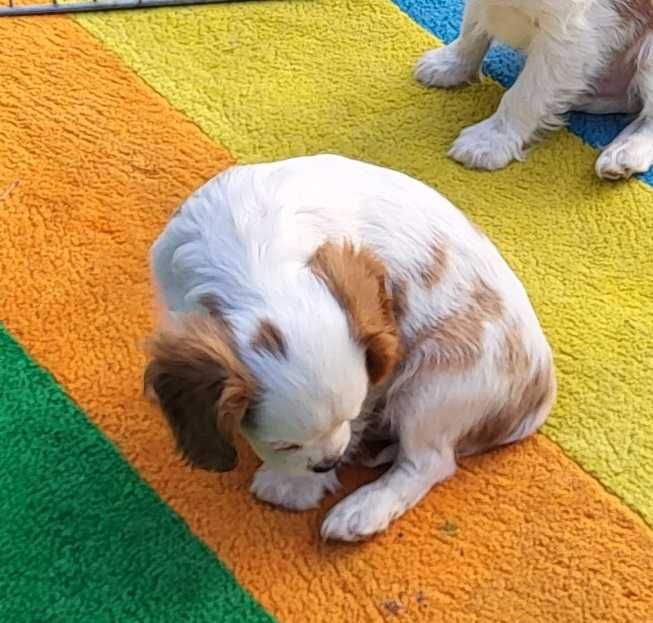 Cavalier King Charles Spaniel