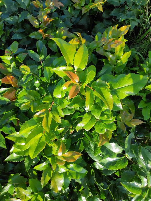 Mahonia gałązki na kompozycje florystyczne