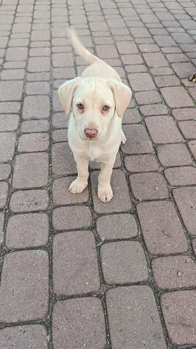 Oddam pieski w dobre ręce