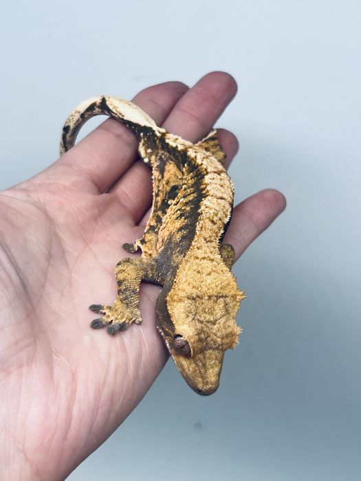 Gekon orzęsiony samiec