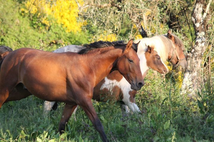 Poldras e podros