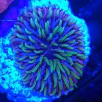 Fungia koralowiec akwarium morskie koralowce Korale.Pro