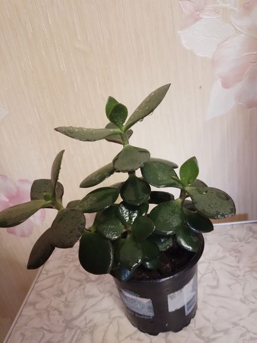 Комнатный цветок денежное дерево